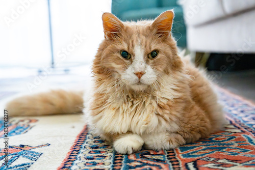 Foto A tan Norwegian Forest Cat resting at home.