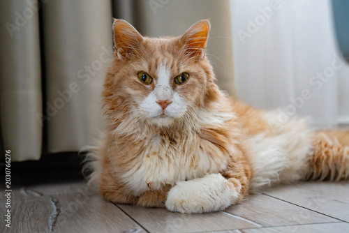 Foto A tan Norwegian Forest Cat resting at home.