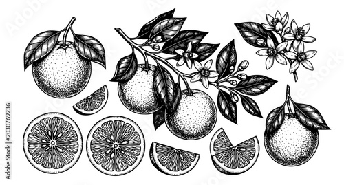 Foto Orange fruit sketch vector set with slices leaves and flowers botanical illustra