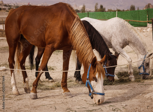 Canvastavla horses on a ranch on a summer day