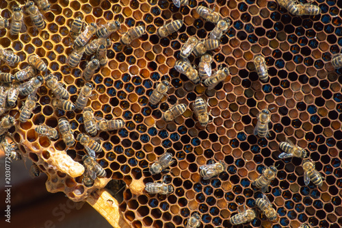 bee hive with bees.