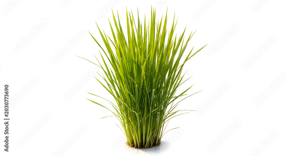 Fototapeta premium Green Grass Tuft Vector Illustration Isolated on White Background