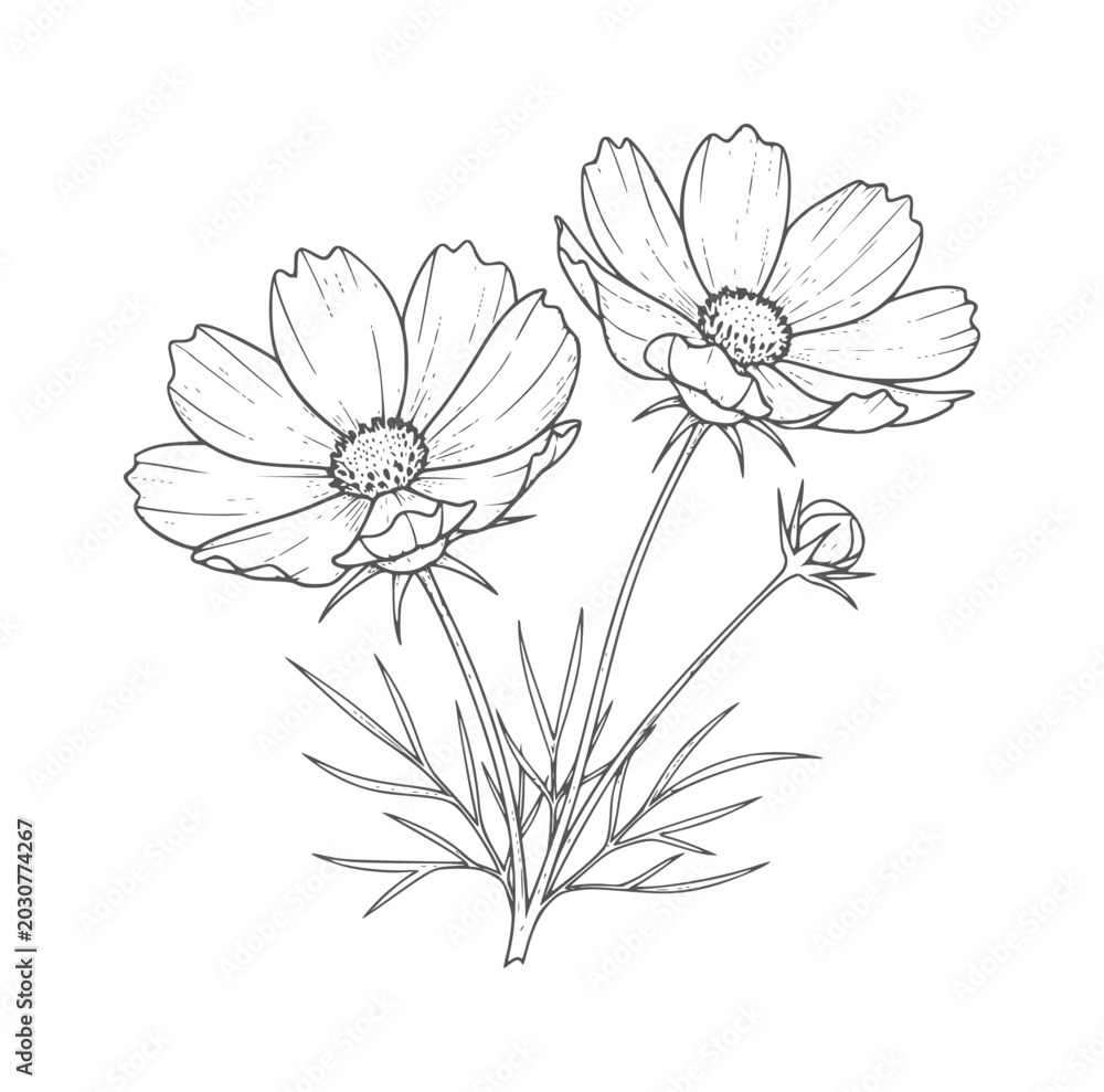 Obraz premium Delicate line of two cosmos flowers and a bud floral bloom blossom