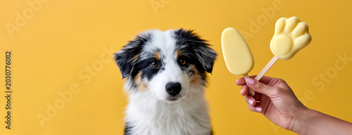Curious australian shepherd puppy looking at frozen pet treats on sticks against bright yellow background
