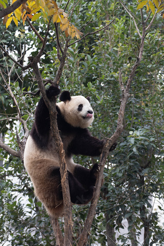 Panda is having fun on the high tree, China