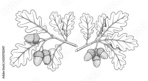 Two oak branches with acorns and lobed leaves in a line leaf nature