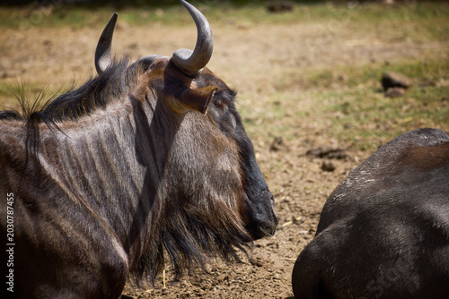 Photography wildebeest in the wild