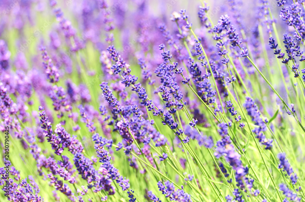 Obraz premium Selective focus on lavender flower. Soft focus