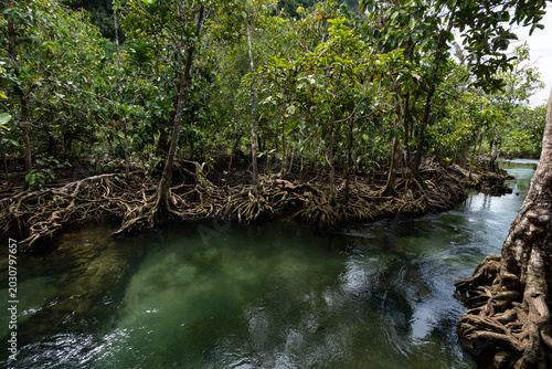 Tropical trees roots in swamp forest and crystal clear water stream canal at Tha Pom Klong Song Nam mangrove wetland Krabi Thailand Beautiful nature view
