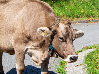 A high-angle close-up shot of a classic Brown Swiss dairy cow with a small bell around its neck, walking on an asphalt road next to a green pasture.