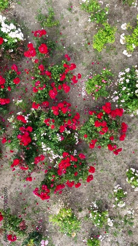 Aerial Top View of Colorful Rose Garden in Waki Yamaguchi Japan, Vertical Floral Pattern Landscape 02