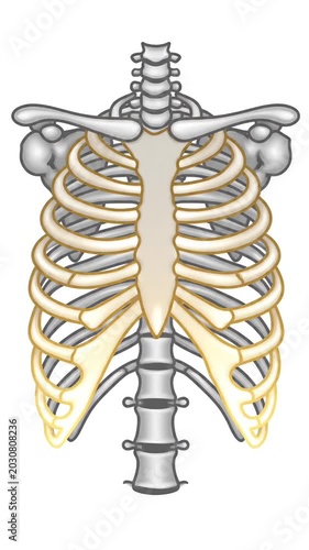 Animated Ribcage Highlight - Medical Anatomy Thorax Skeleton Motion Graphics
