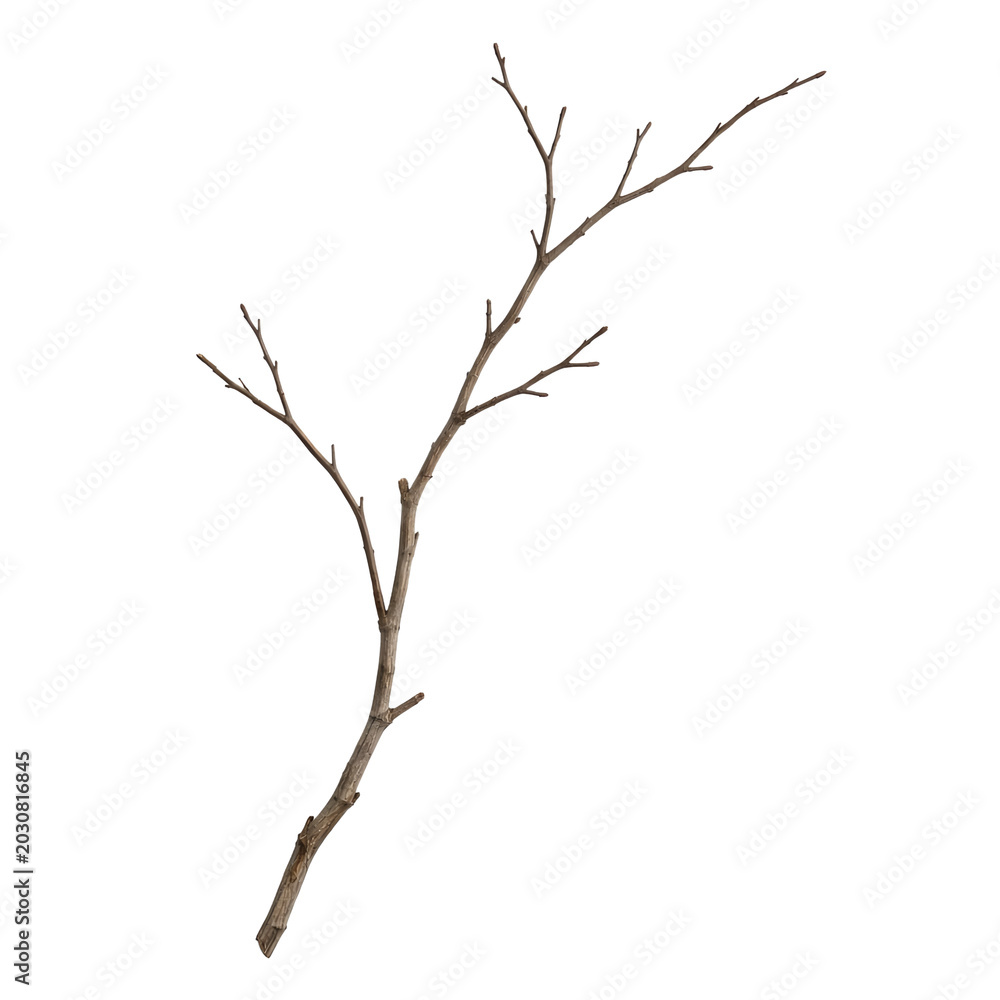 Fototapeta premium Dead Dry Tree Branch – Weathered Driftwood Log Nature Isolated Stock Photo
