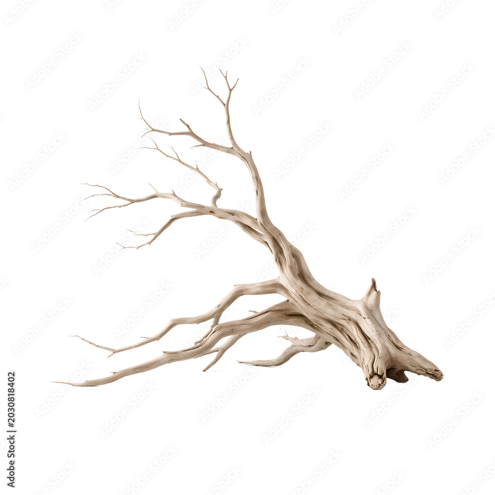 Fototapeta premium Dead Dry Tree Branch – Weathered Driftwood Log Nature Isolated Stock Photo