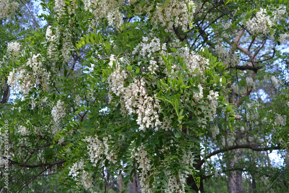 Fototapeta premium Beautiful bright weather, densely blooming clusters, yellow and white flowers of wattles, acacias, acacia tree with small green leaves against the background of the blue sky.