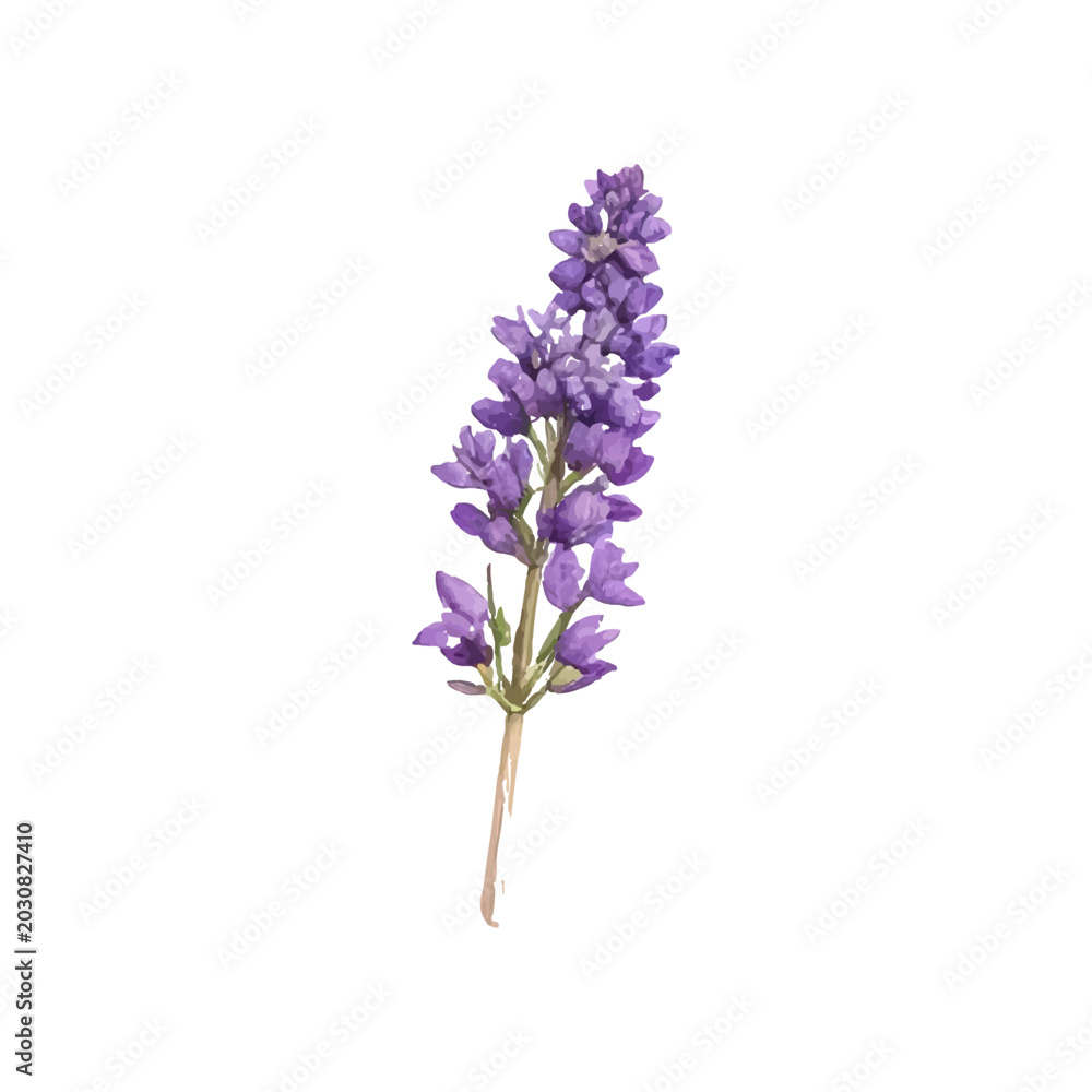 Obraz premium A delicate purple lavender sprig with a thin stem, isolated on a white background, perfect for floral designs