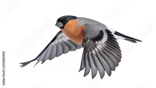 Obraz na plátně Eurasian Bullfinch bird in flight with spread wings
