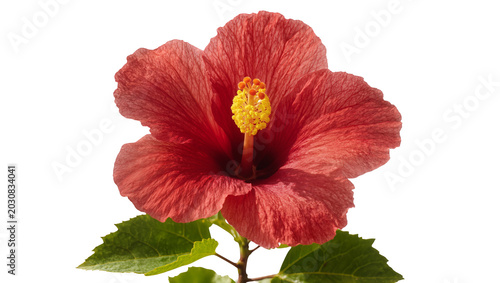 Schilderij op canvas Red hibiscus flower with yellow stamen and green leaves