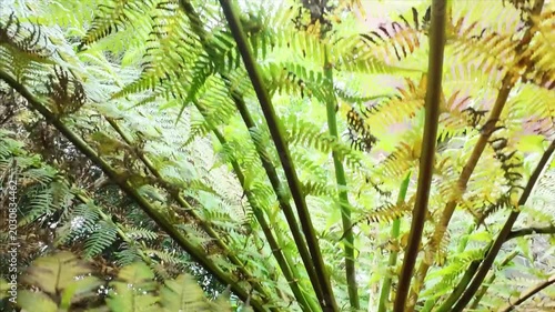 Dicksonia antarctica beautiful plant stem and foliage
