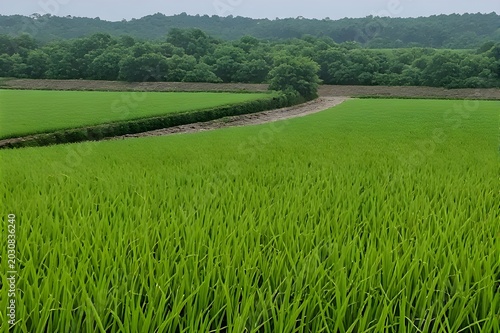 green rice field