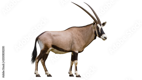 Photos Gemsbok antelope with long curved horns standing profile