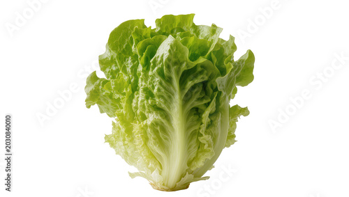 Photography Fresh green lettuce head with crisp leaves
