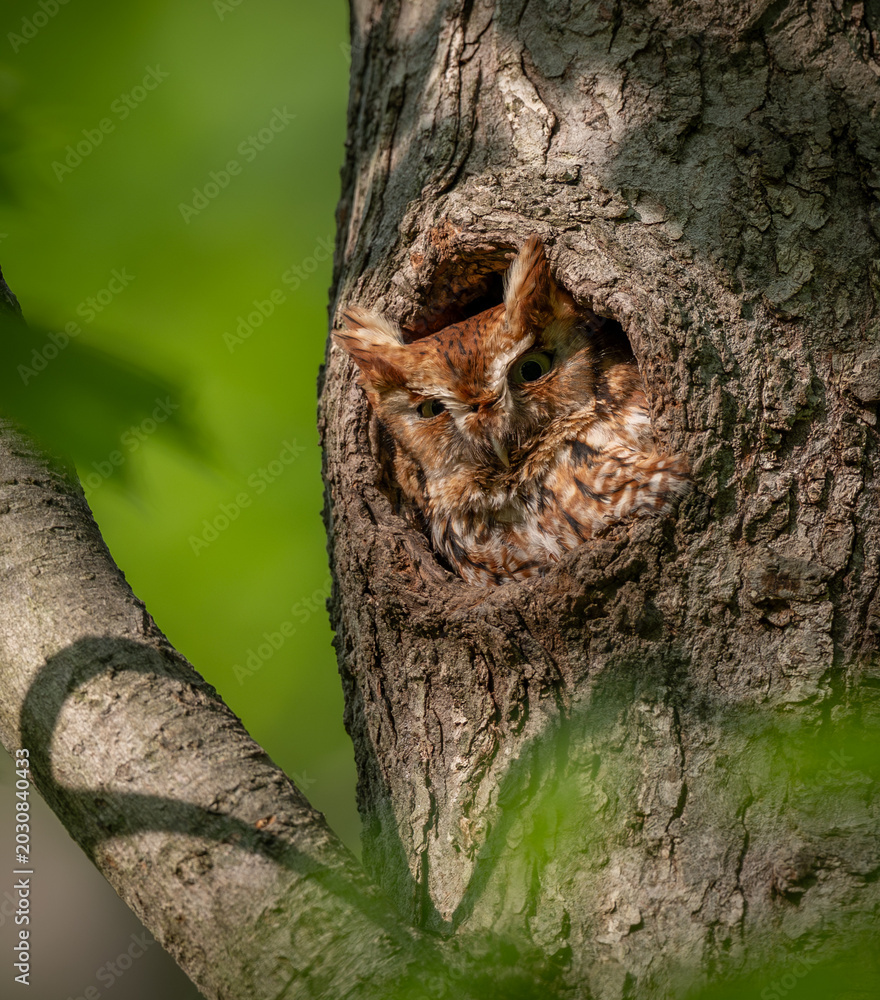 Fototapeta premium Eastern screech owl in a tree