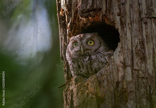 Canvastavla Eastern screech owl in a tree