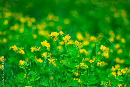 Fotografie Summer background with yellow medicinal plants such as celandine.