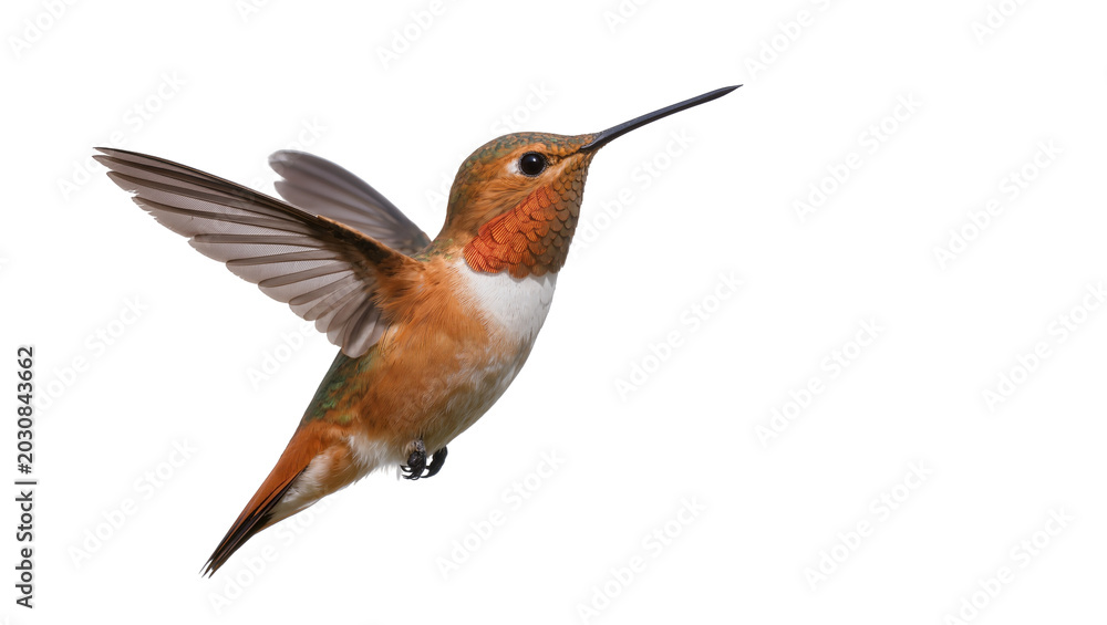 Fototapeta premium Rufous hummingbird with wings spread in flight