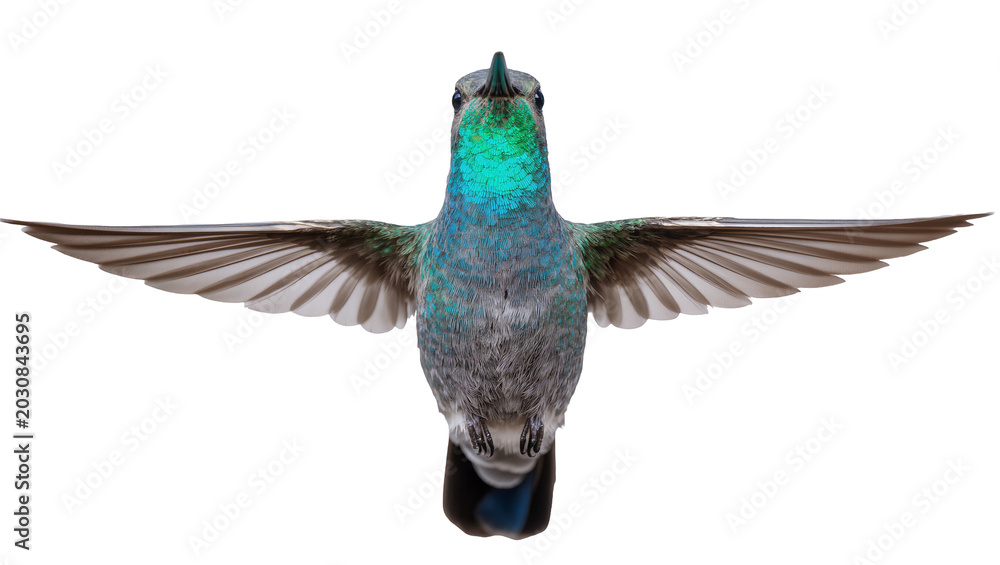 Fototapeta premium Hummingbird with iridescent green neck and spread wings