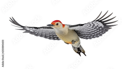 Canvastavla Red-bellied woodpecker in flight with wings spread