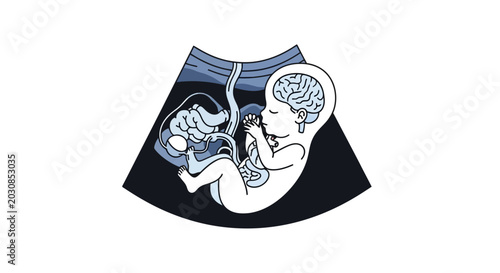Ultrasound showing fetus with developing brain and organs, pregnancy, medical imaging