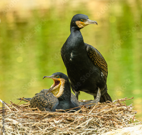 two great cormorant (Phalacrocorax carbo) on a nest