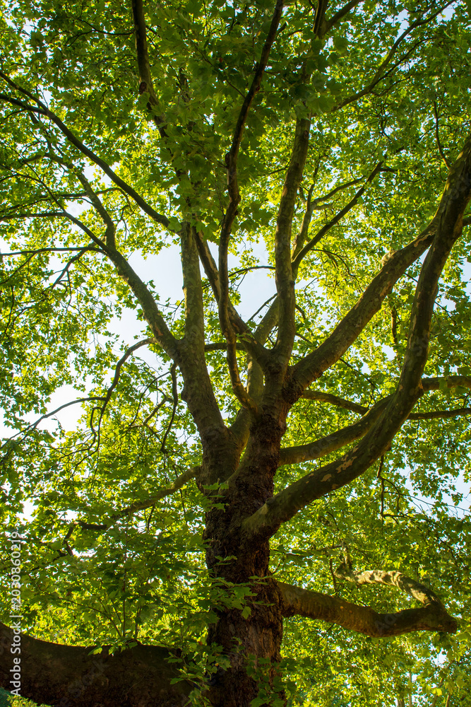 Fototapeta premium Low Angle View of Lush Green Tree Branches in Forest