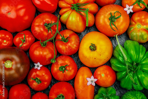 Tableau sur toile Assorted homegrown heirloom tomatoes with small flowers on a dark textured squar