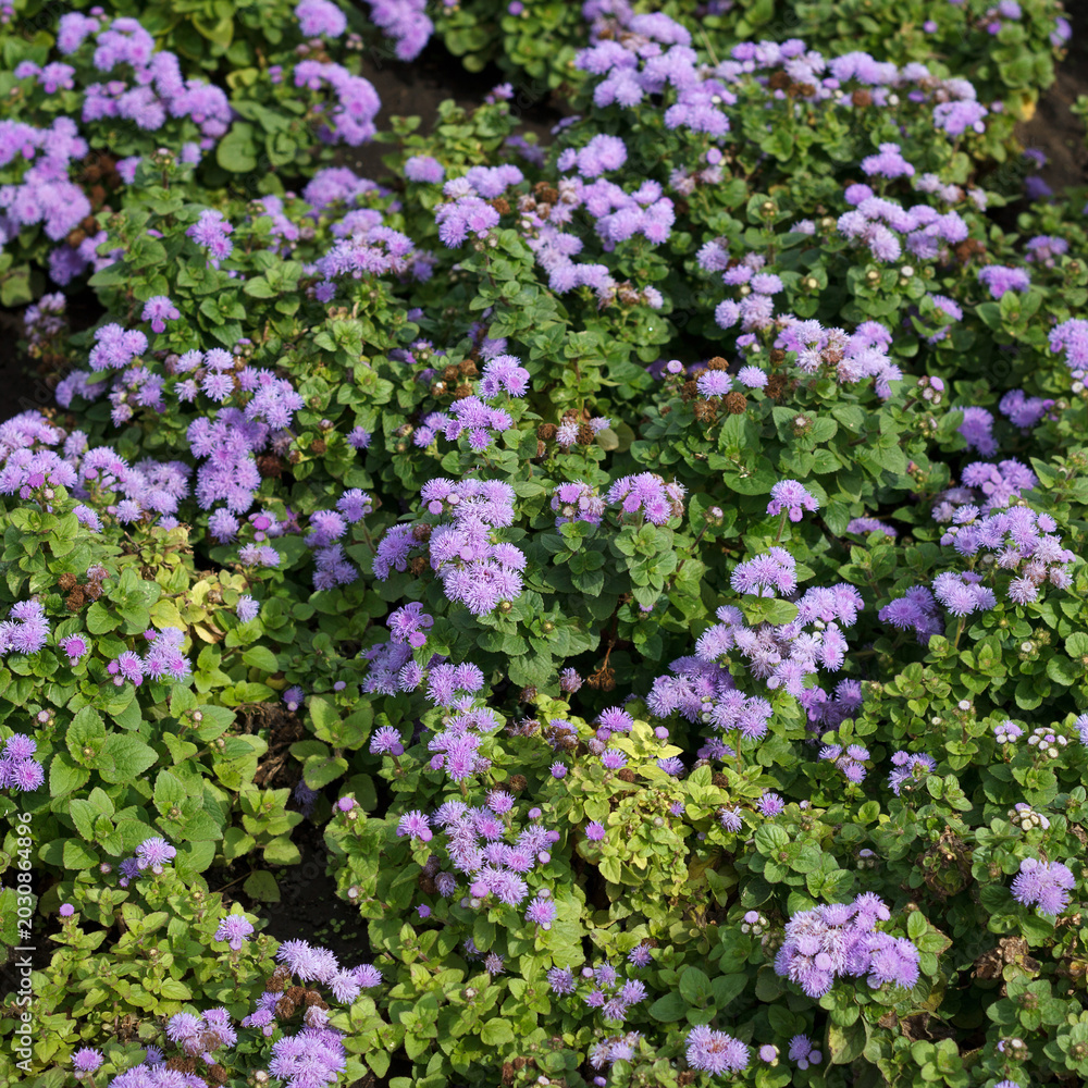 Obraz premium A vibrant patch of purple flowers surrounded by lush green foliage