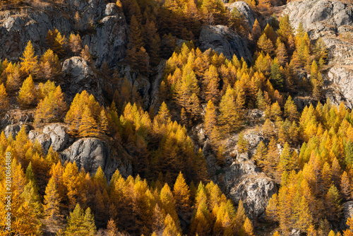 Autumn larch trees and mountainous rocky landscape in Ecrins National Park in the Romanche Valley near Villar-d’Arene. Hautes-Alpes, French Alps, France
