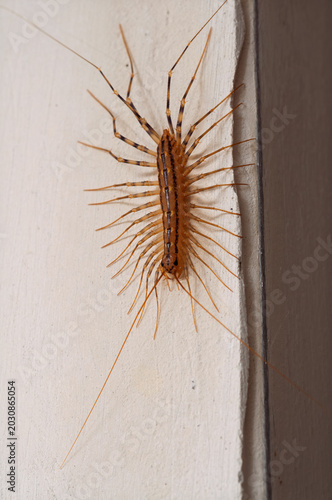 Fotografie Close-up of a house centipede with long antennae and legs crawling on a wall