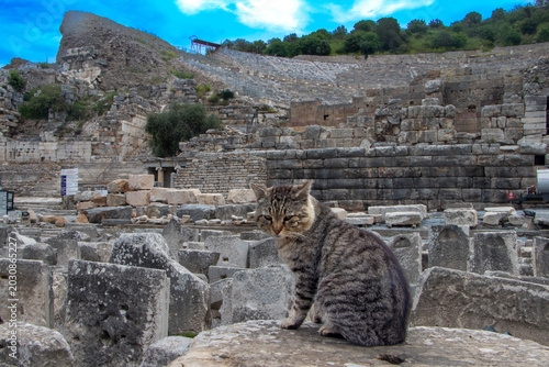Obraz na plátně Turkish Cats