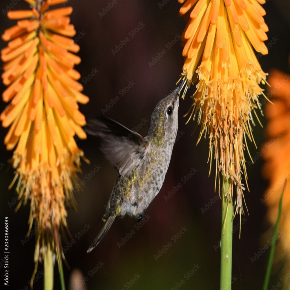 Fototapeta premium hummingbird on flower