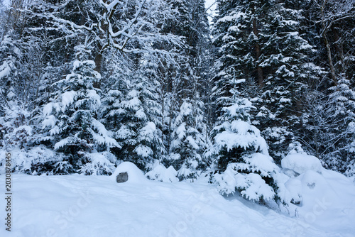 Frozen fir trees after a snowfall on a cold winter day in the Alps forest.