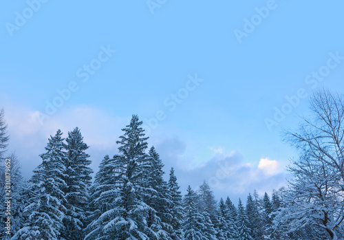 Winter landscape with snow-covered pine trees in the Alps.