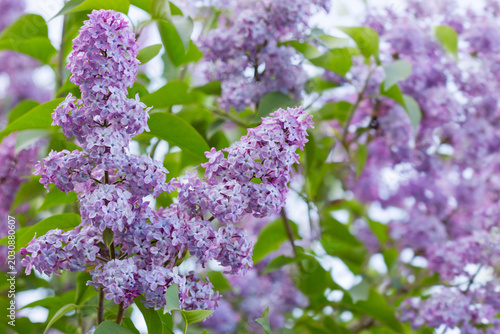 Lilac Blossoms in full bloom with green leaves spring garden.