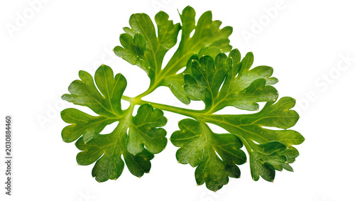 Fresh green parsley sprigs with serrated leaves