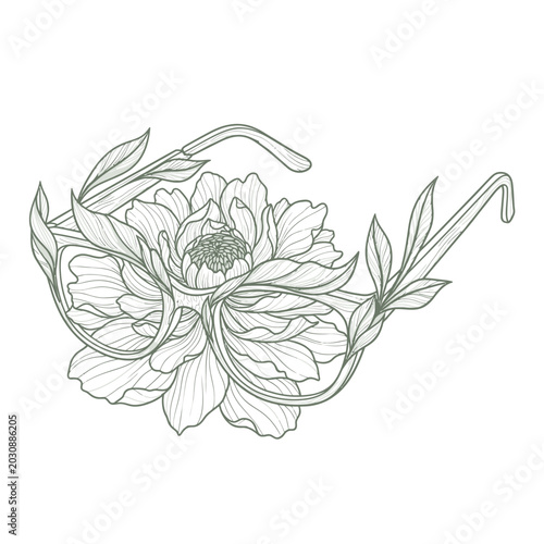 A beautiful line drawing of a peony flower with leaves and stems on a white background.