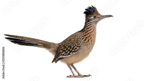 Fotografía Greater Roadrunner bird with crest and long tail