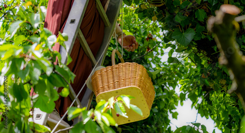 Low angle detail of a wicker basket hanging beside a ladder during cherry harvesting in a lush green orchard on a sunny summer day