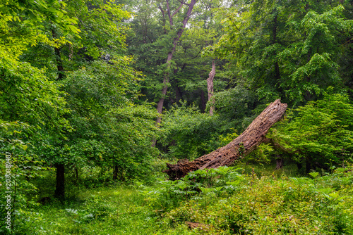 Broken tree in a beautiful green forest