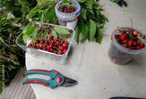 Freshly harvested organic cherries arranged on table with pruning shears and containers in sustainable gardening and seasonal fruit collection concept